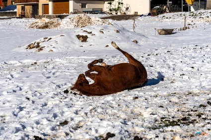 Passeggiata a Cavallo nelle Dolomiti di Brenta: Sentieri e Dolce Merenda in Rifugio 9
